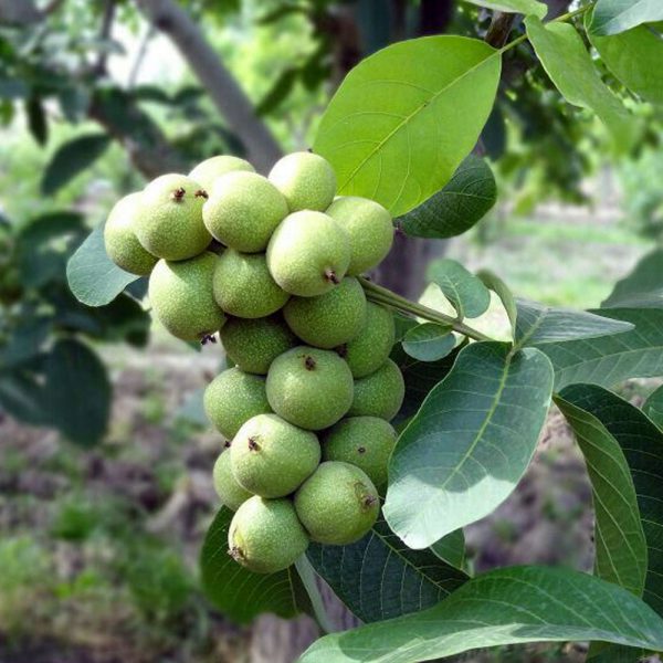 باردهی درخت گردو ژنوتیپ