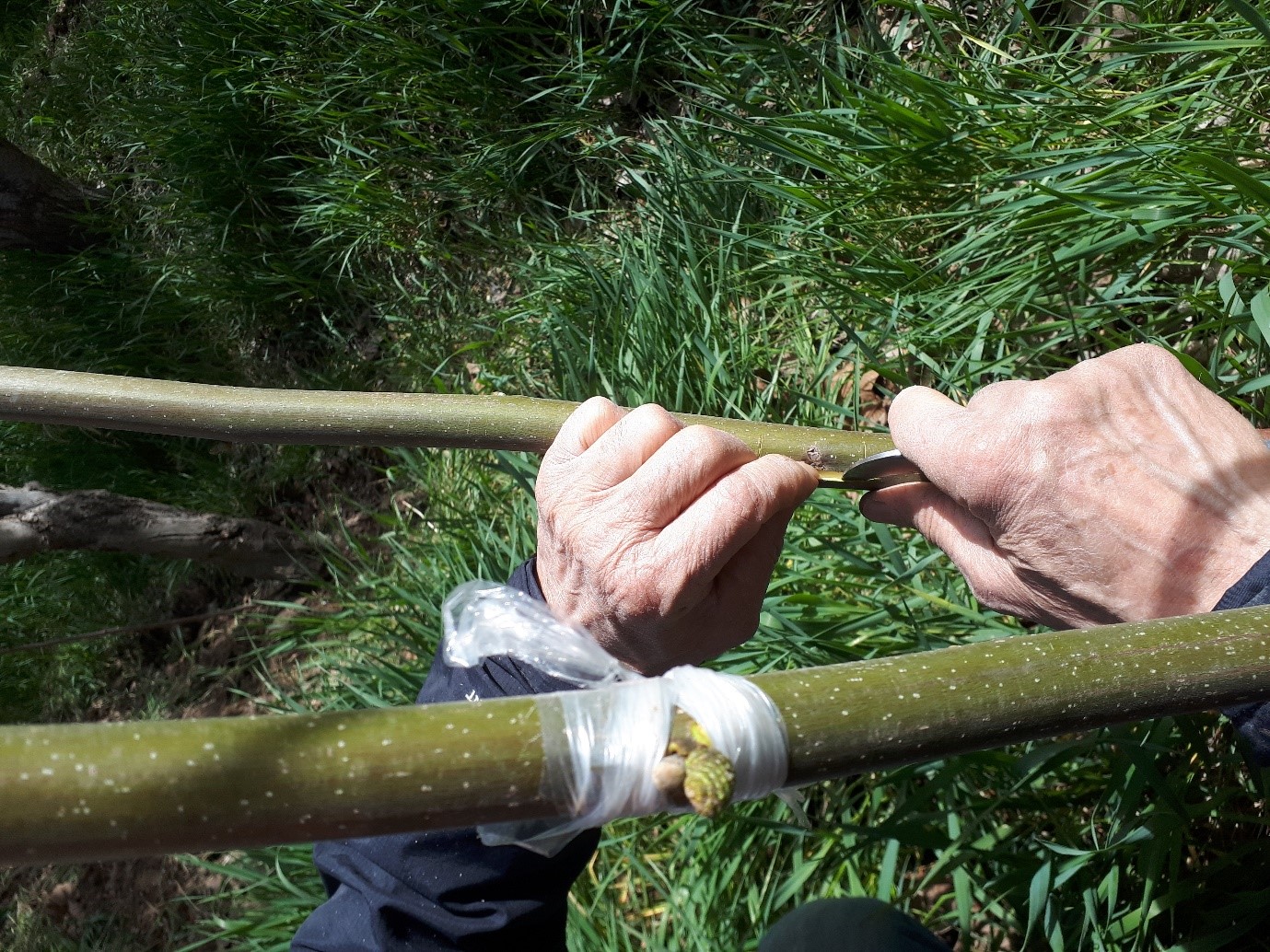 چگونه درخت سیب را پیوند بزنیم؟