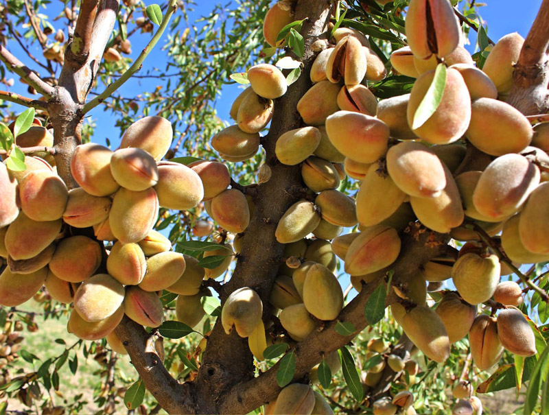 معرفی انواع درخت بادام