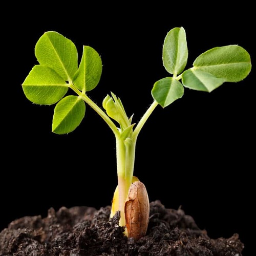 خاک مناسب برای نهال و درخت بادام