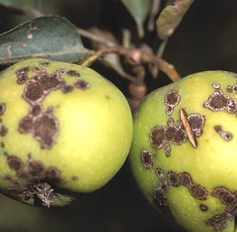 بیماری آنتراکنوز سیب چیست و درمان آن