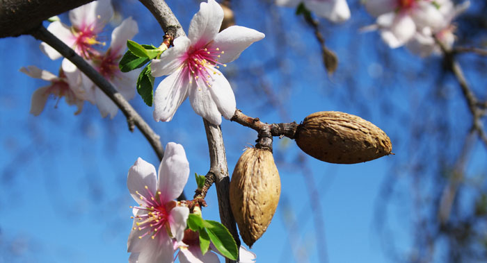 همه چیز در مورد درخت بادام شکوفه