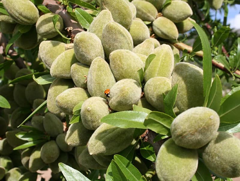 همه چیز در مورد درخت بادام مامایی