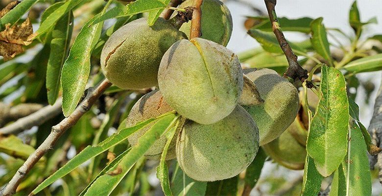 راه از بین بردن بادام معدنچی درخت بادام