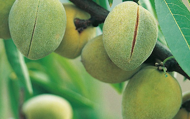 همه چیز در مورد درخت بادام پسته ای