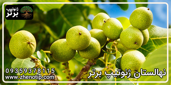 نهال گردو پدرو