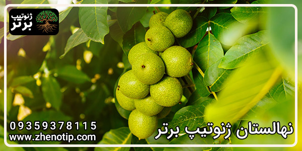 درخت گردو پدرو