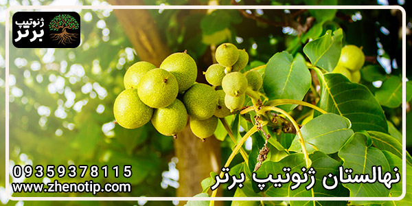 نهال گردو فرانکت