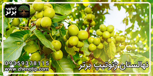 نهال گردو کانادایی