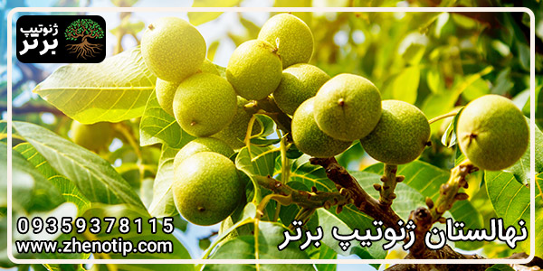 درخت گردو کانادایی