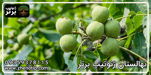 قیمت نهال گردو ژنوتیپ برتر