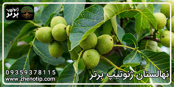 درخت گردو ژنوتیپ برتر