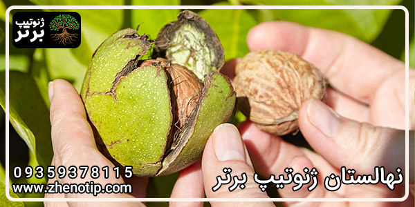 نهال گردو هاوارد
