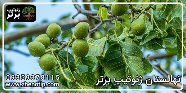 درخت گردو هاوارد