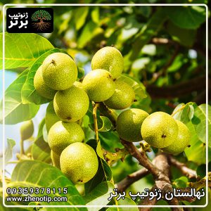 نهال گردو ژنوتیپ برتر