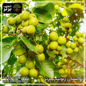 نهال گردو هاوارد